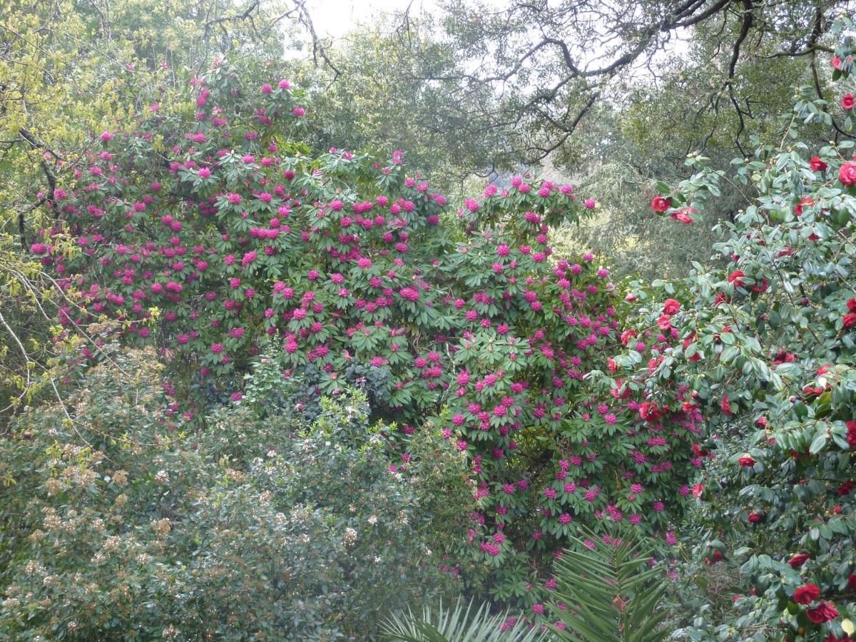Quinta Das Lamas - Antiga Adega Vouzela Esterno foto